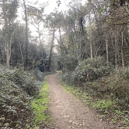 Cygne I Jolie Maison Marais D'olonne I Jacuzzi